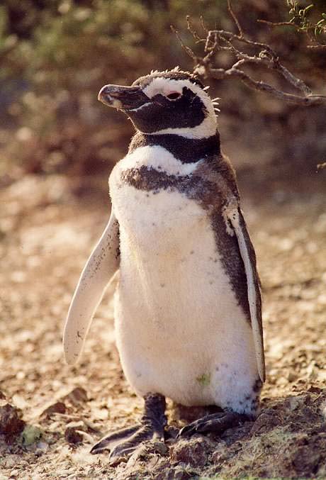 MagellanPenguin1