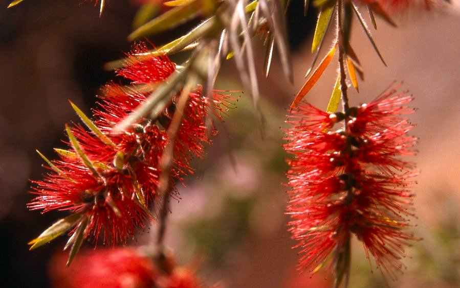 Callistemon1