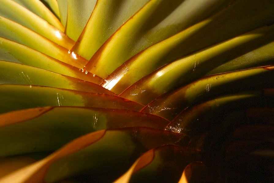 PalmTree1