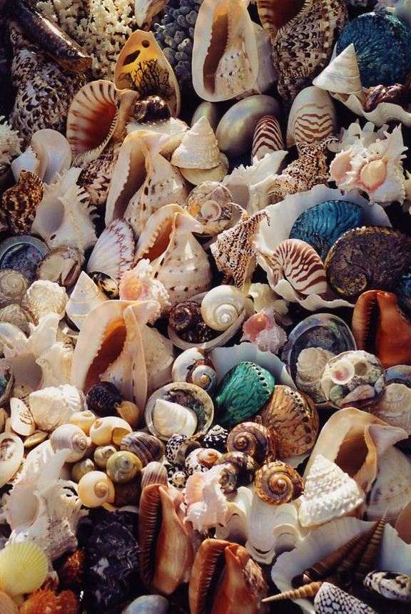 Shells01
