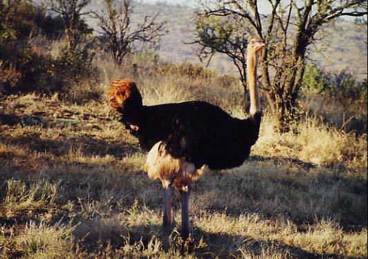 Ostrich4