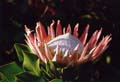 Protea2